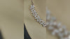 Floret American Diamonds Necklace set By Asp Fashion Jewellery